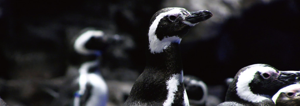 この映画について